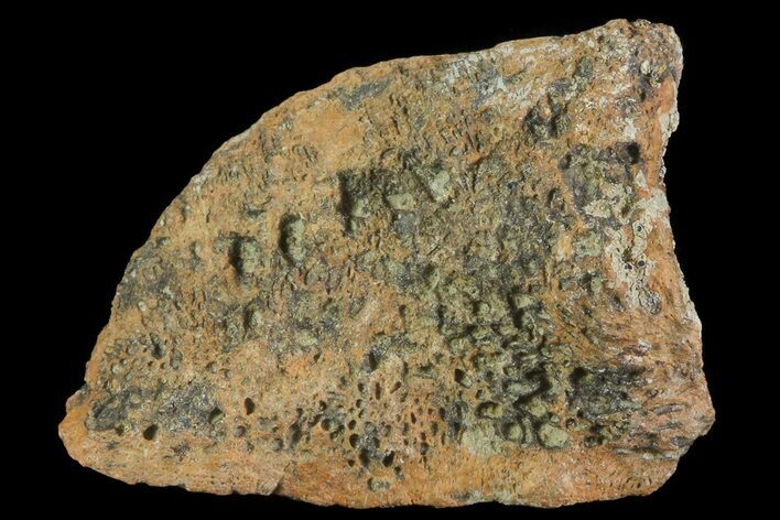 Achelousaurus Bone Fragment - Montana #71304